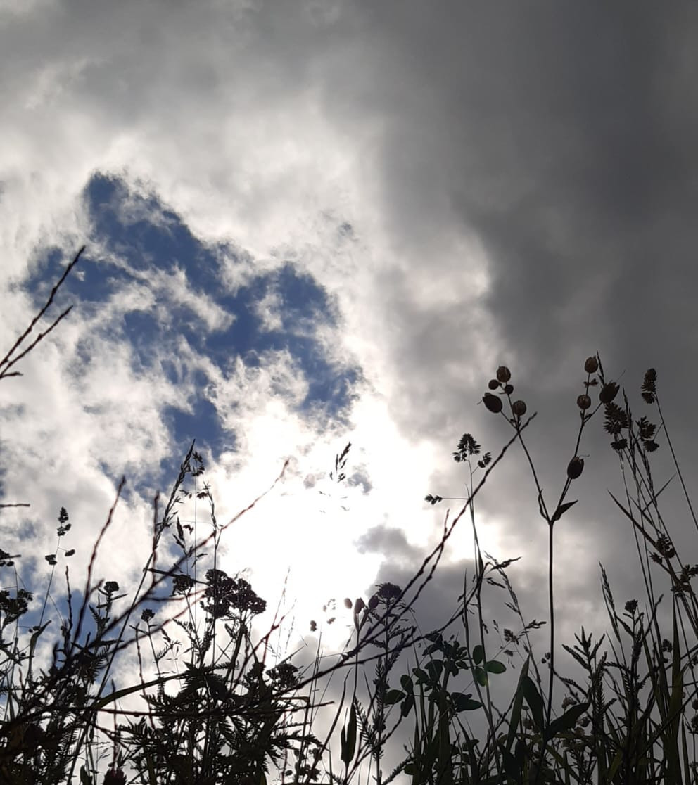 Gräser aus der Froschperspektive vor einem bewölkten Himmel